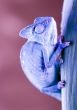 Chameleon