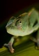 Chameleon
