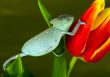 Chameleon