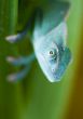 Chameleon