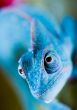 Chameleon
