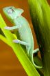 Chameleon