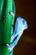 Chameleon