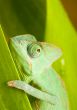 Lizard