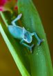 Lizard