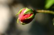 close-up of red rose flower
