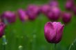 Field of purple tulips