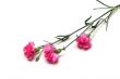carnations