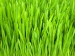 grass