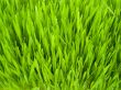 green grass