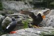 Tufted puffin, and Pigeon Guillemot