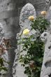Yellow rose & tombstones