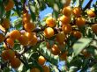 Cherry plums on the tree