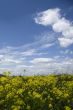 Blooming yellow meadow with many flowers