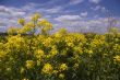 Blooming yellow meadow with many flowers