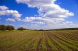 Green agricultural sow field and blue sky