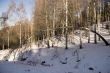 Birches in sunny winter day