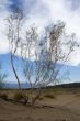 The green tree in desert on the sand