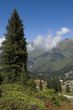 Big fir and clouds over mountains