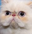 Cat persian