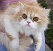 Cat persian