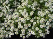 fild of camomiles
