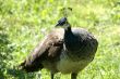 Peacock female