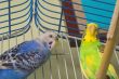 Parakeets
