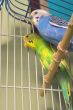Parakeets