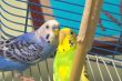 Parakeets
