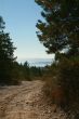 Road in pine wood on bay coast