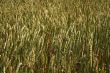 Wheaten spikes