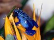 blue frog amphibian on the yellow flower