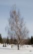 Weeping Willow