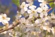 Peach Blossum