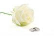 wedding rings and a rose