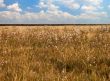 Wheat field with weeds