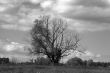 Tree lonely in field