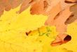 leafy background