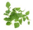 lemon balm on white
