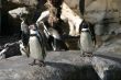 Humboldt Penguin 4685
