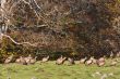 Vultures on the meadow