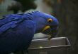 Hyacinth Macaw