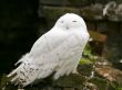 Snow Owl