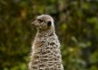 Suricata