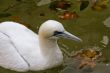 Snowy Egret