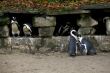 Pinguins