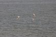 Flamingos in coastal lagoon