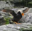 Tufted puffin, and Pigeon Guillemot