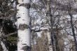 Winter: bare aspens in snowfield